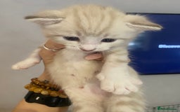 Bengal cats for sale: Bengal Cross Kittens  - Image 24