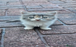 British Longhair cats for sale: Famle - Image 1