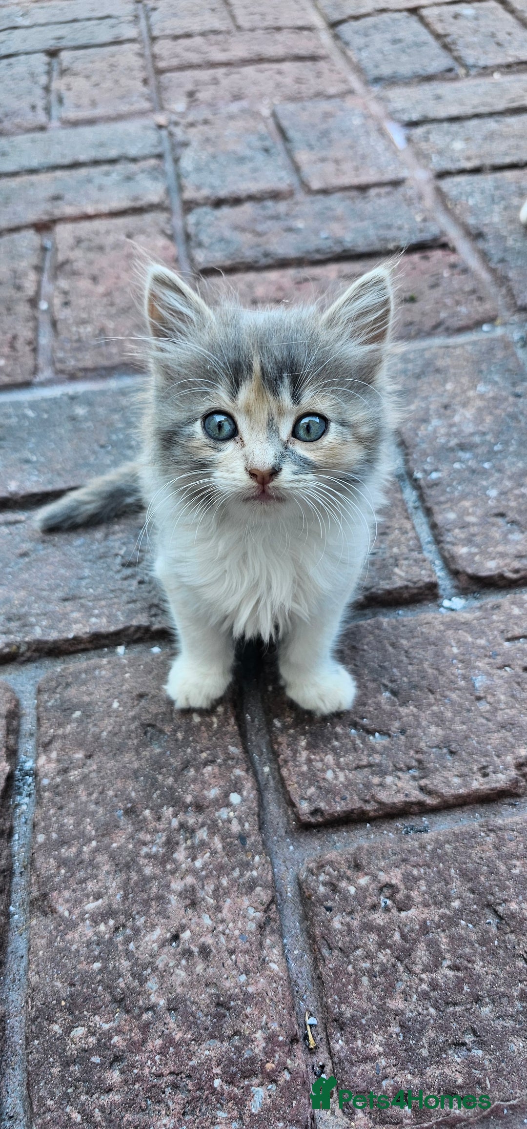 British Longhair cats for sale: Famle - Image 1