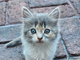 British Longhair cats - Advert 23