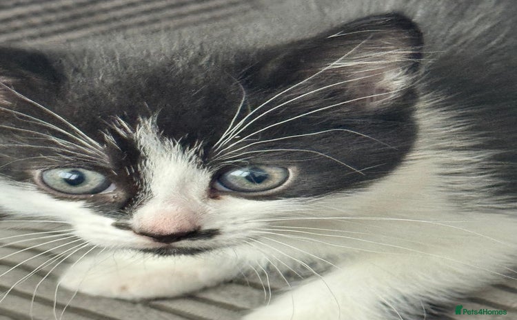 Mixed Breed cats - Advert 2