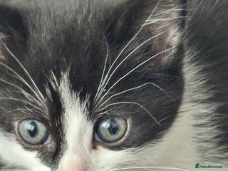 Mixed Breed cats - Advert 16