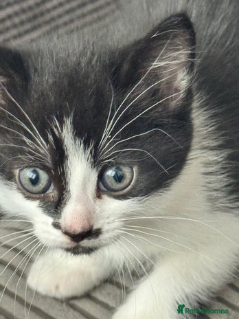 Mixed Breed cats - Advert 1