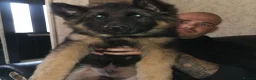 German Shepherd dogs for sale: German shepherd puppies - Advert 35