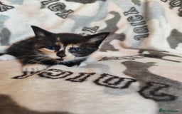 Domestic Shorthair cats for sale: Adorable kittens for sale - Image 6