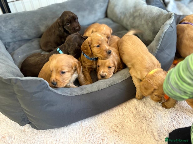 Cocker Spaniel dogs Stunning kc register cocker spaniels family ready - Advert 5