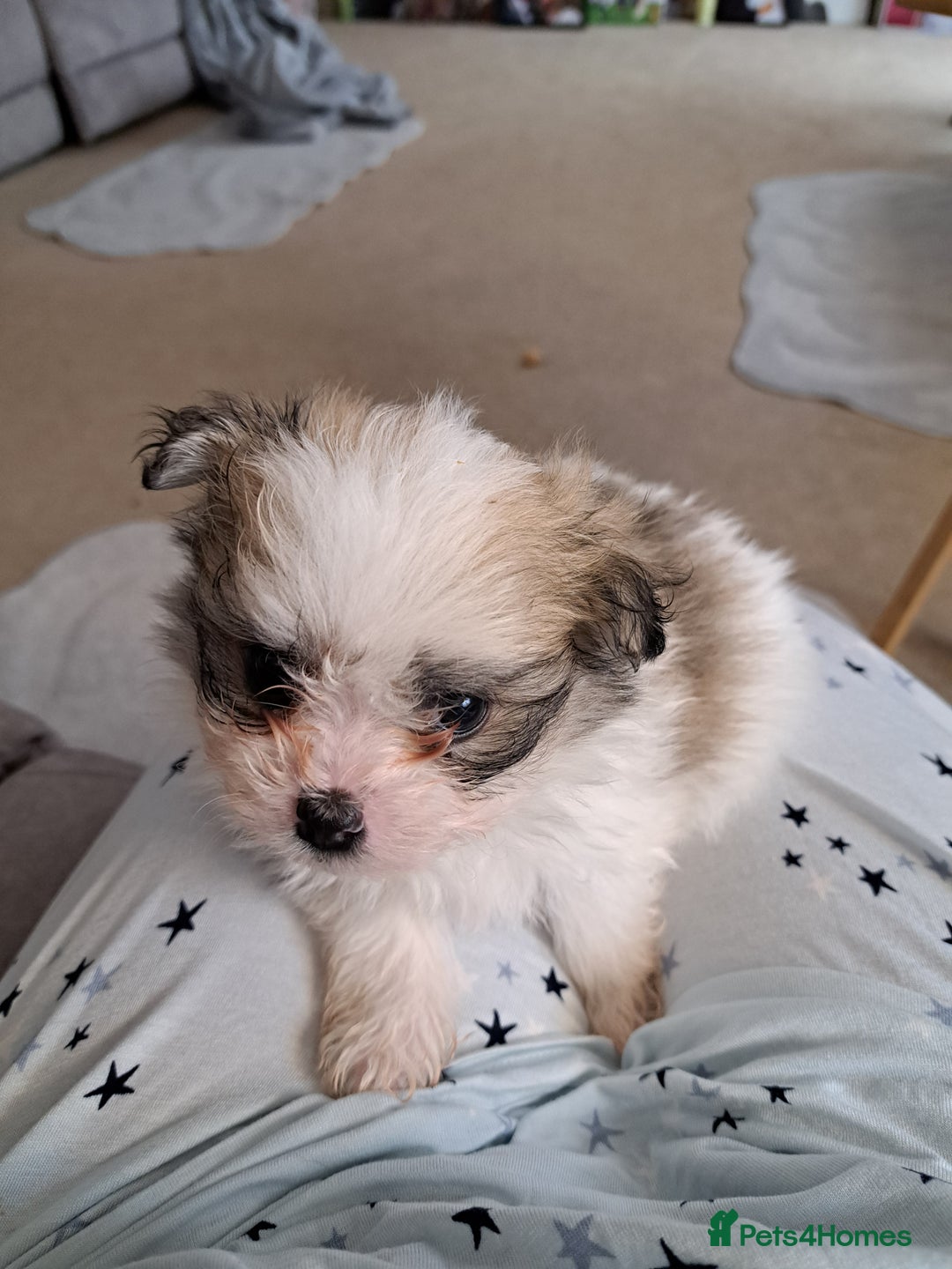 Mixed Breed dogs for sale: Beautiful Pomchon puppies FOR SALE - Image 7