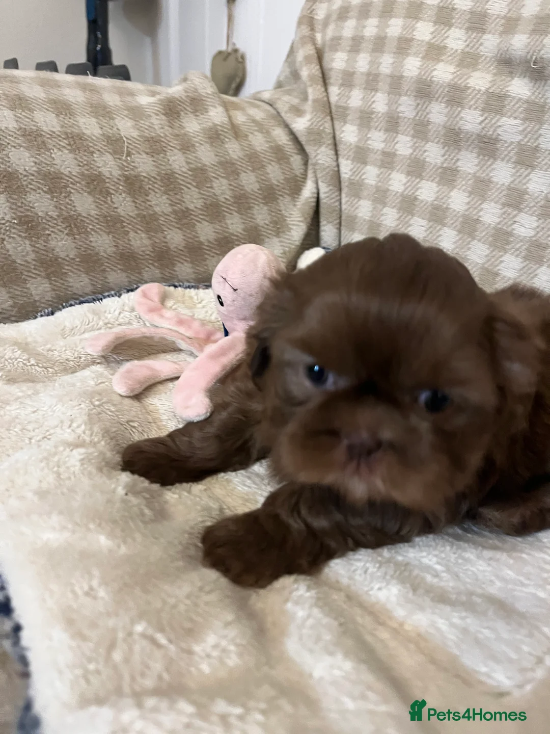 Shih Tzu dogs for sale: Adorable lavender & chocolate Shih Tzu puppies  - Advert 5