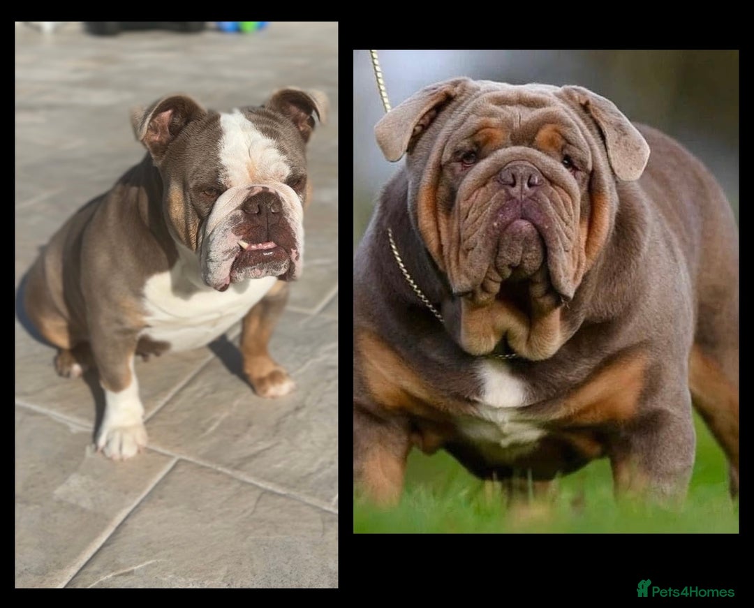 English Bulldog dogs for sale: 6 English Bulldog Puppies for sale - Image 8