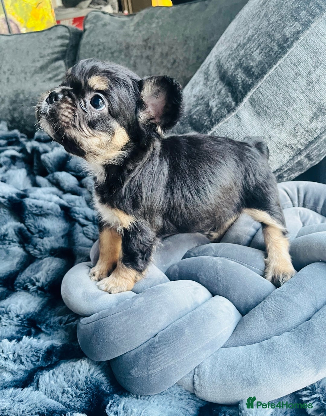 French Bulldog dogs for sale: Beautiful full fluffy frenchies  - Advert 36