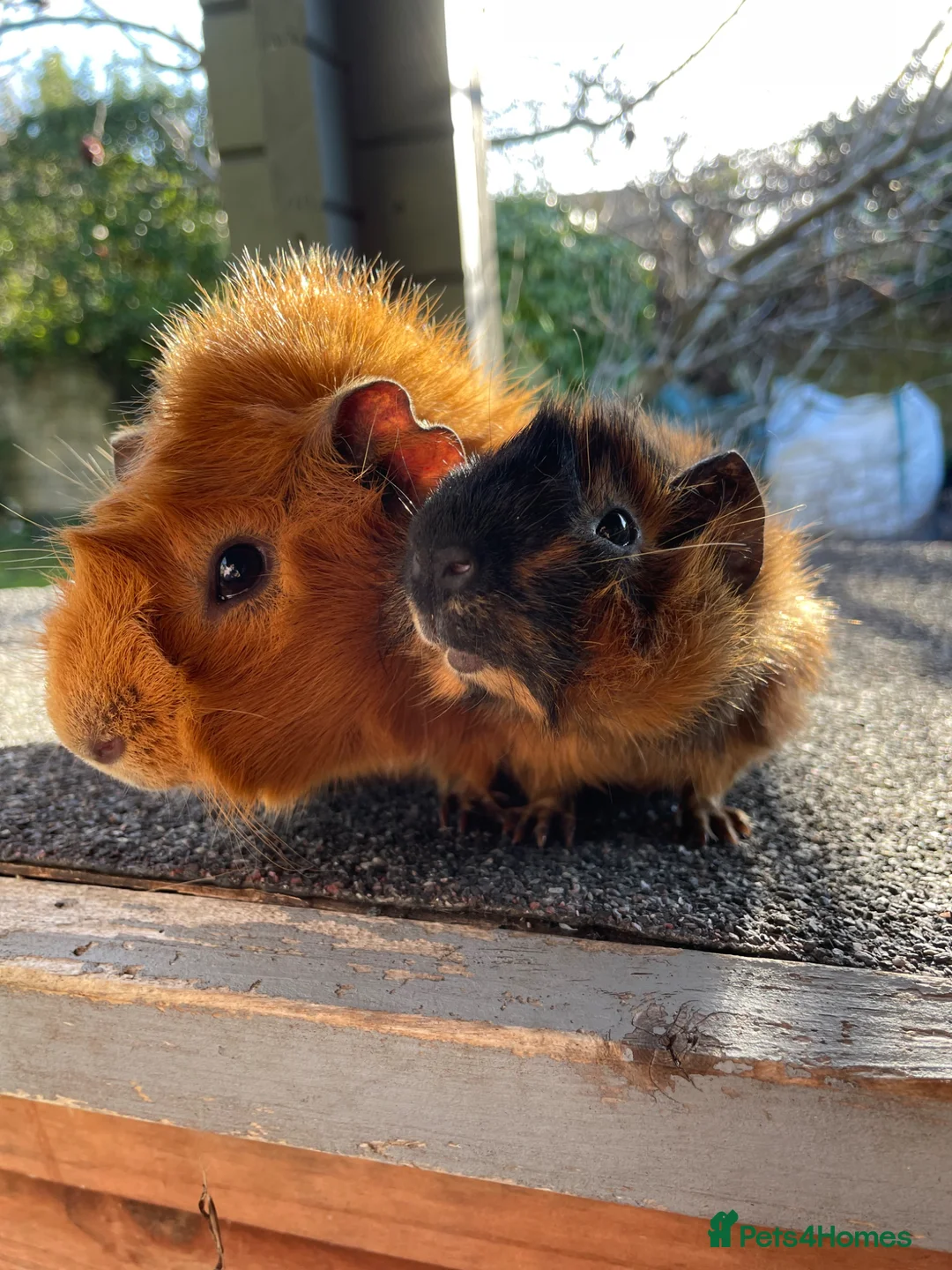 Guinea Pig rodents for sale: Beautiful baby Abyssinian Guinea Pigs - Advert 12