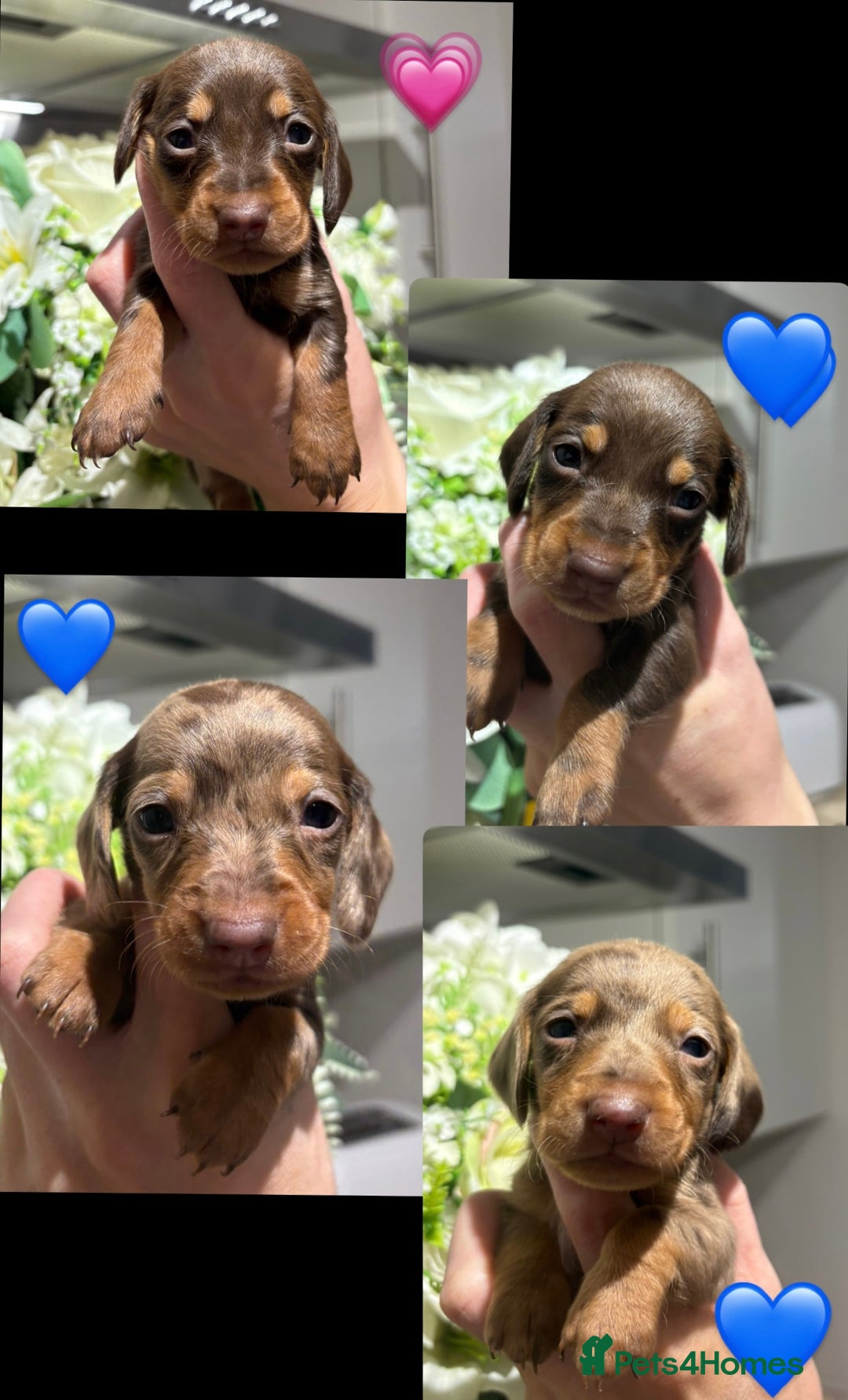 Miniature Dachshund dogs for sale: Stunning Mini Dachshunds 😍  - Image 6