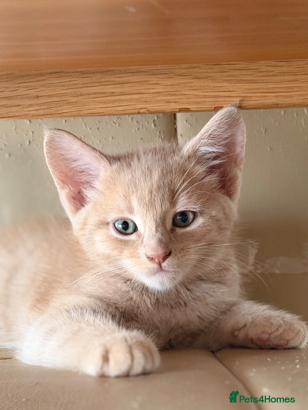 Mixed Breed cats for sale: Maine Coon X British shorthair  - Advert 16
