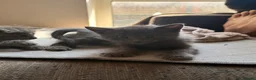 Mixed Breed cats for sale: Adorable 6-Week-Old Kittens Ready for Loving Home - Advert 29