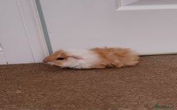 Guinea Pig rodents for sale: Adorable Guinea Pig - Image 3