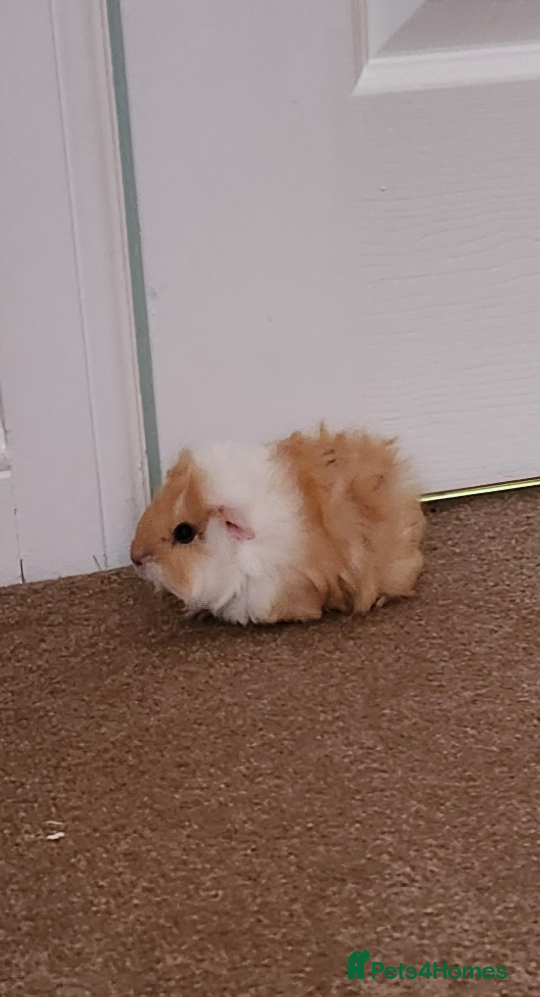 Guinea Pig rodents for sale: Adorable Guinea Pig - Image 3