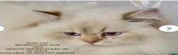 British Shorthair cats for sale: BEAUTIFUL BSH & BLH FEMALE KITTENS  - Advert 19