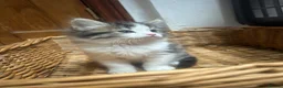 Mixed Breed cats for sale: Friendly playful kittens - Advert 33