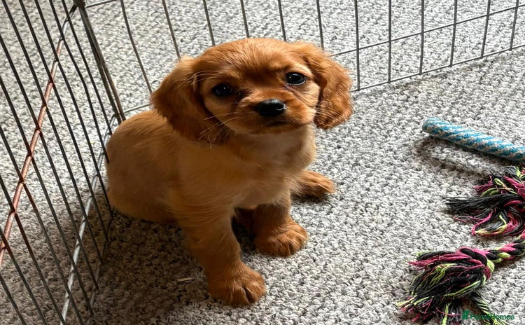 Cavalier King Charles Spaniel dogs - Advert 7