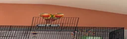 Conures birds for sale: 2 Pineapple conures in Halifax - Advert 5