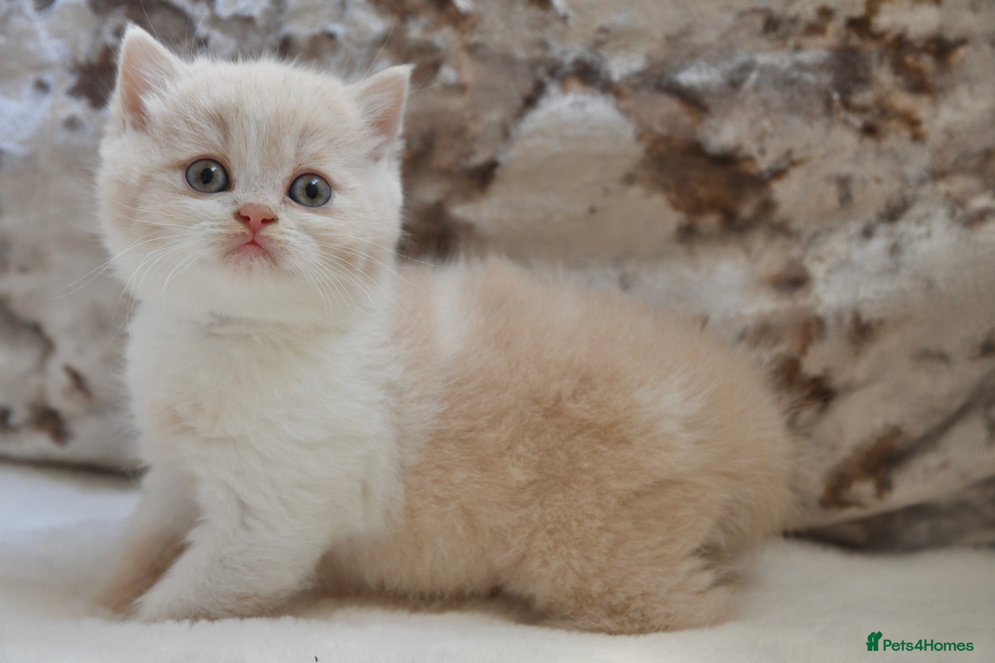 British Shorthair cats Beautiful British Shorthair kittens  - Advert 1