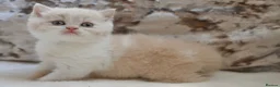 British Shorthair cats for sale: Beautiful British Shorthair kittens  - Advert 9