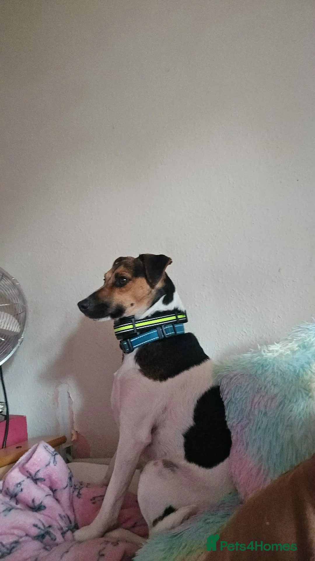 Mixed Breed dogs for sale: Beautiful Jack Russell x Terrier  - Advert 2