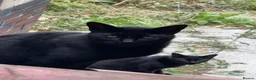 Mixed Breed cats for sale: Cute Cat(s) in Widnes - Advert 3
