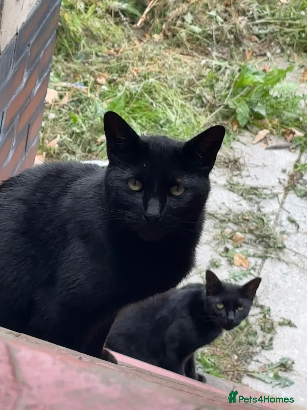 Mixed Breed cats for sale: Cute Cat(s) in Widnes - Advert 3