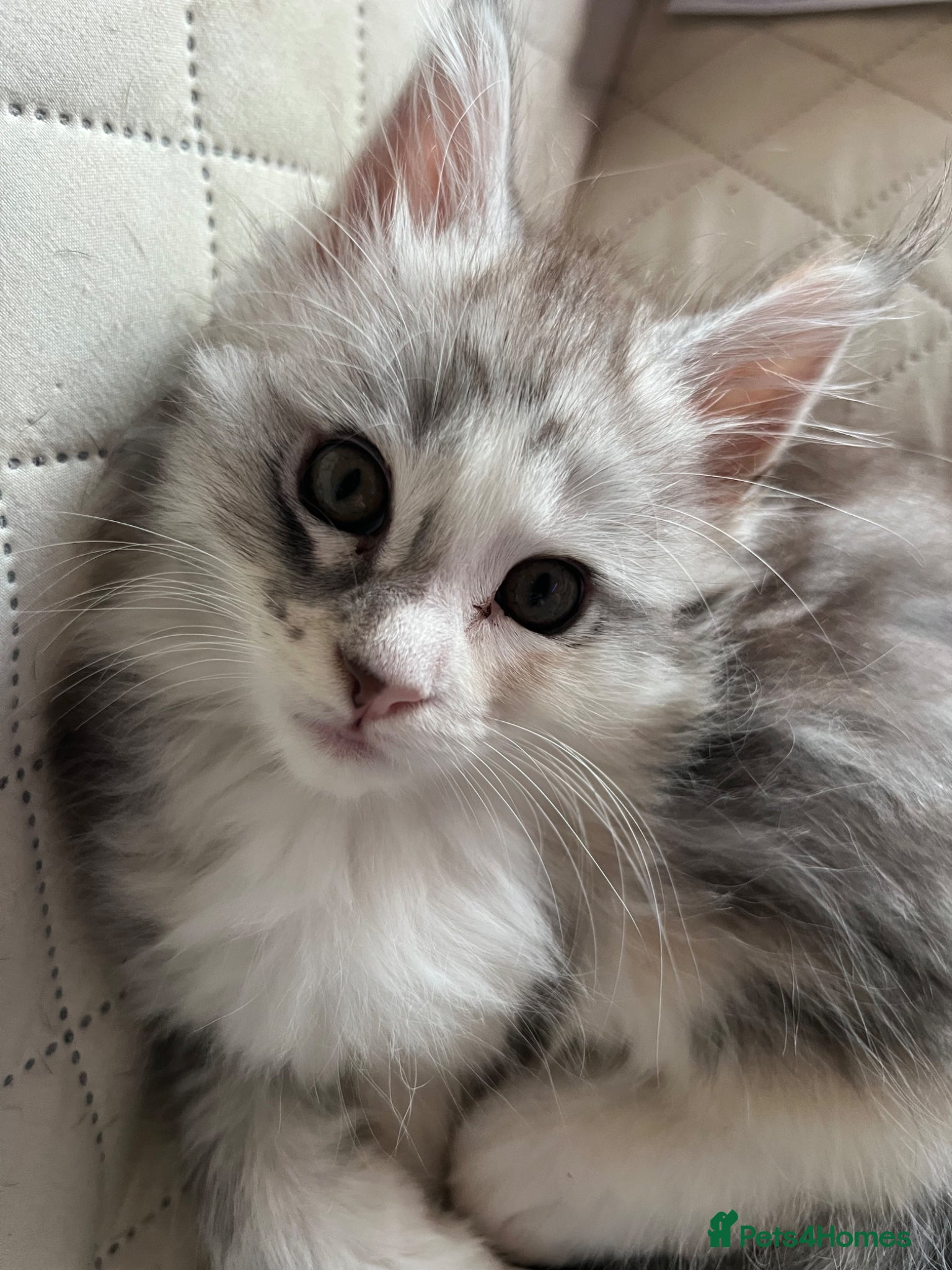 Maine Coon cats Maine Coon Kittens  - Advert 2