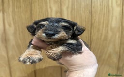 Schnoodle dogs for sale: LAST OUTSTANDING GIRL TOY SCHNOODLES DNA 🧬 CLEAR! - Image 10