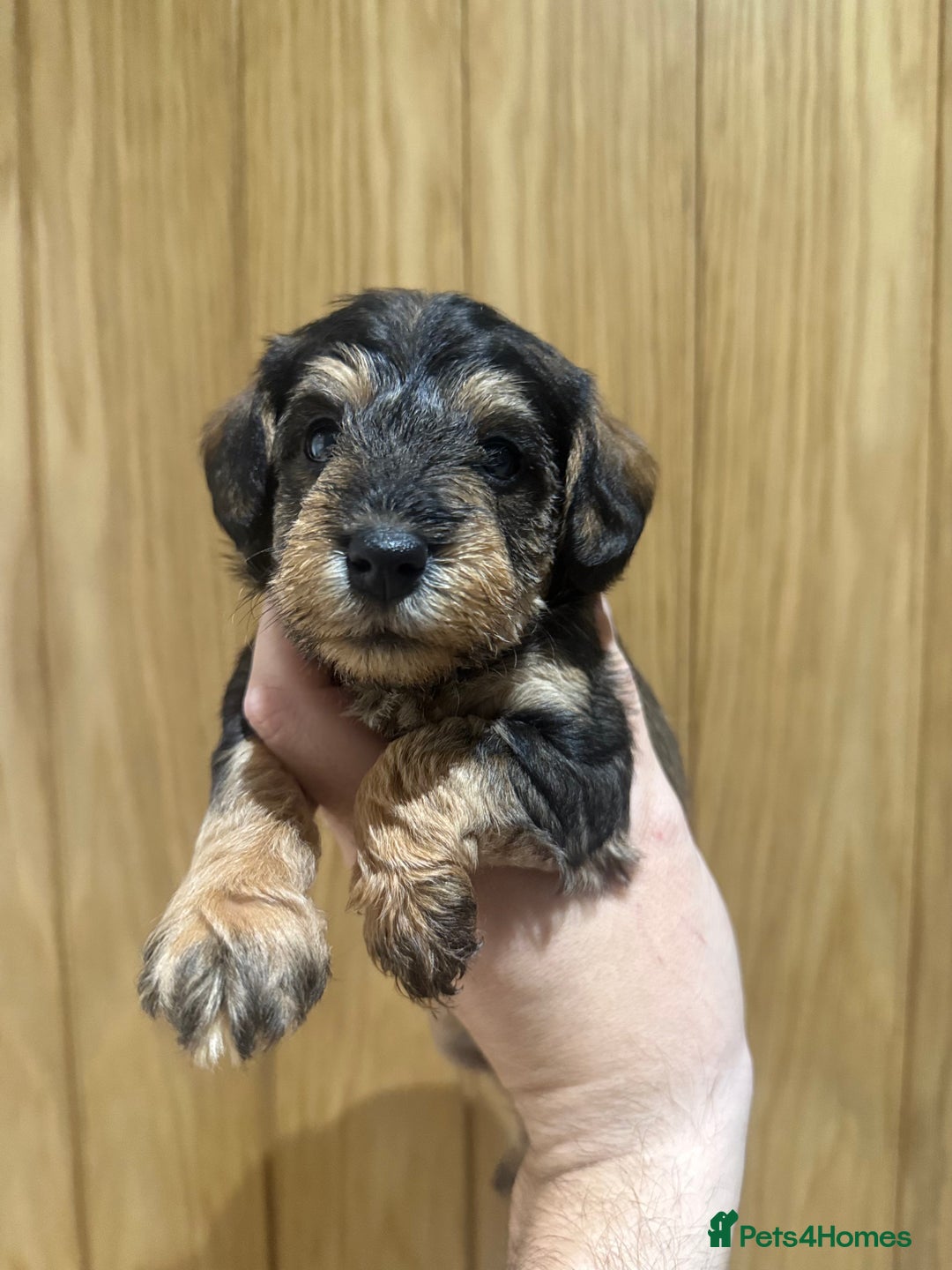 Schnoodle dogs for sale: LAST OUTSTANDING GIRL TOY SCHNOODLES DNA 🧬 CLEAR! - Image 10