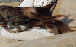 Mixed Breed cats for sale: 3 adorable 6 week old kittens. - Image 14