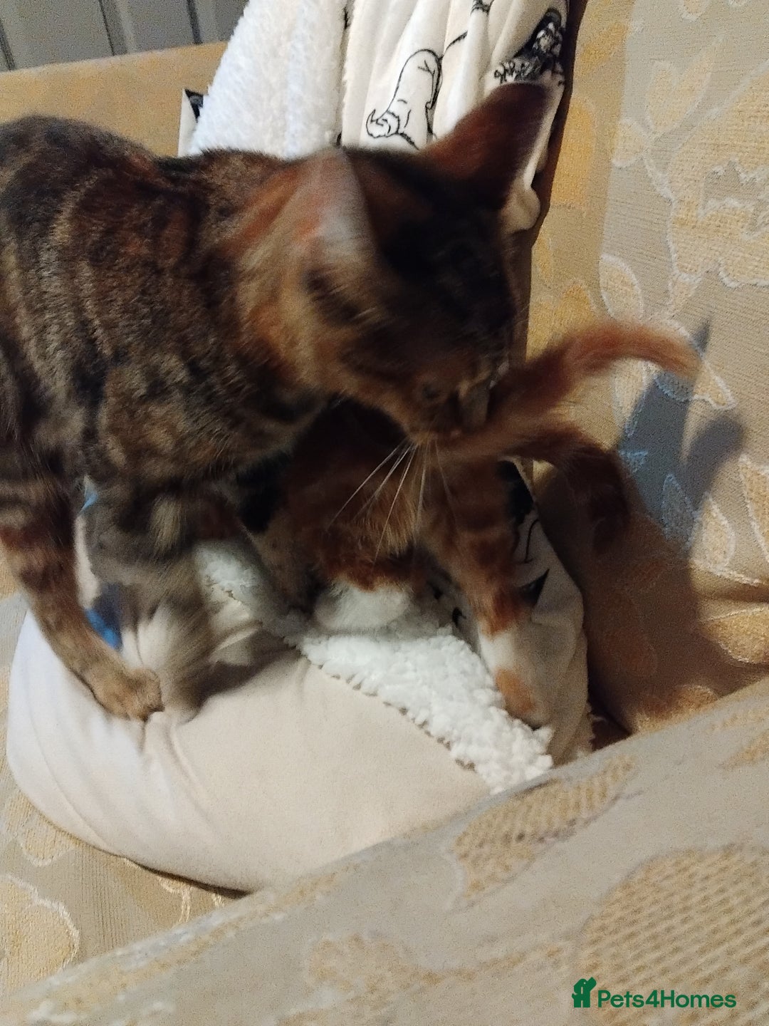 Mixed Breed cats for sale: 3 adorable 6 week old kittens. - Image 14
