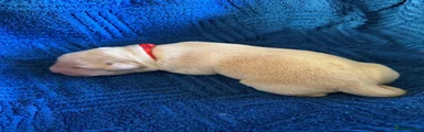 Labrador Retriever female Puppy 6
