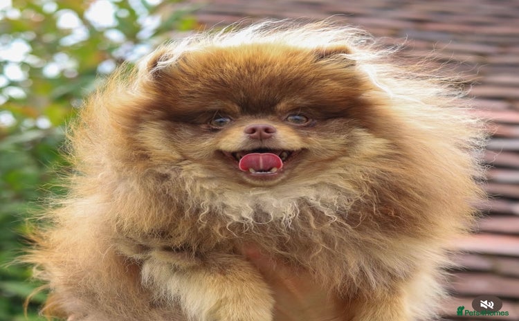 Pomeranian dogs - Advert 5