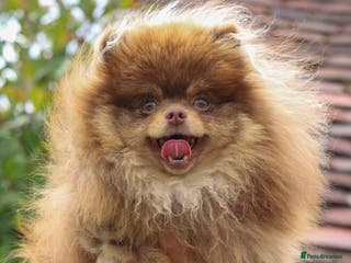 Pomeranian dogs CHOC AND TAN STUD 🤎 - Advert 3