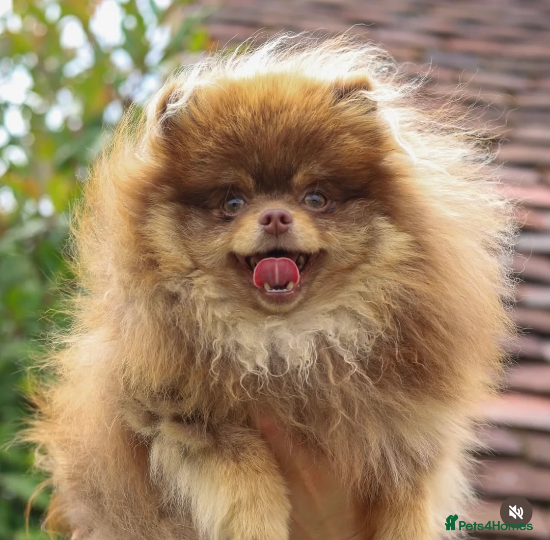 Pomeranian dogs for stud: CHOC AND TAN STUD 🤎  - Advert 1