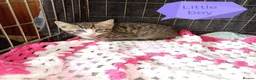 Bengal cats for sale: Bengal Cross kittens  - Advert 21