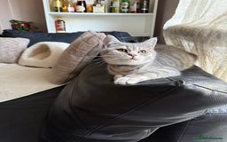 British Shorthair cats for sale: Pure British shorthair kittens for sale  - Image 13