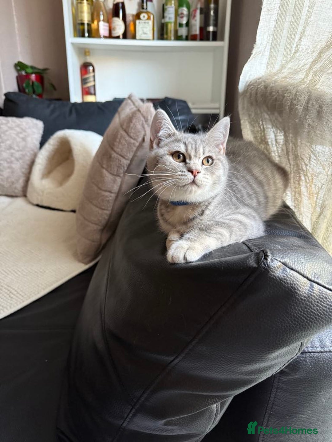 British Shorthair cats for sale: Pure British shorthair kittens for sale  - Image 13