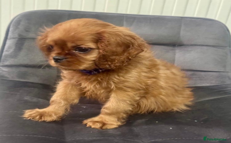Cavalier King Charles Spaniel dogs - Advert 6