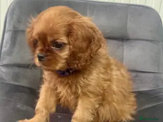 Cavalier King Charles Spaniel dogs for sale: Ready now cavalier King Charles spaniel - Advert 2