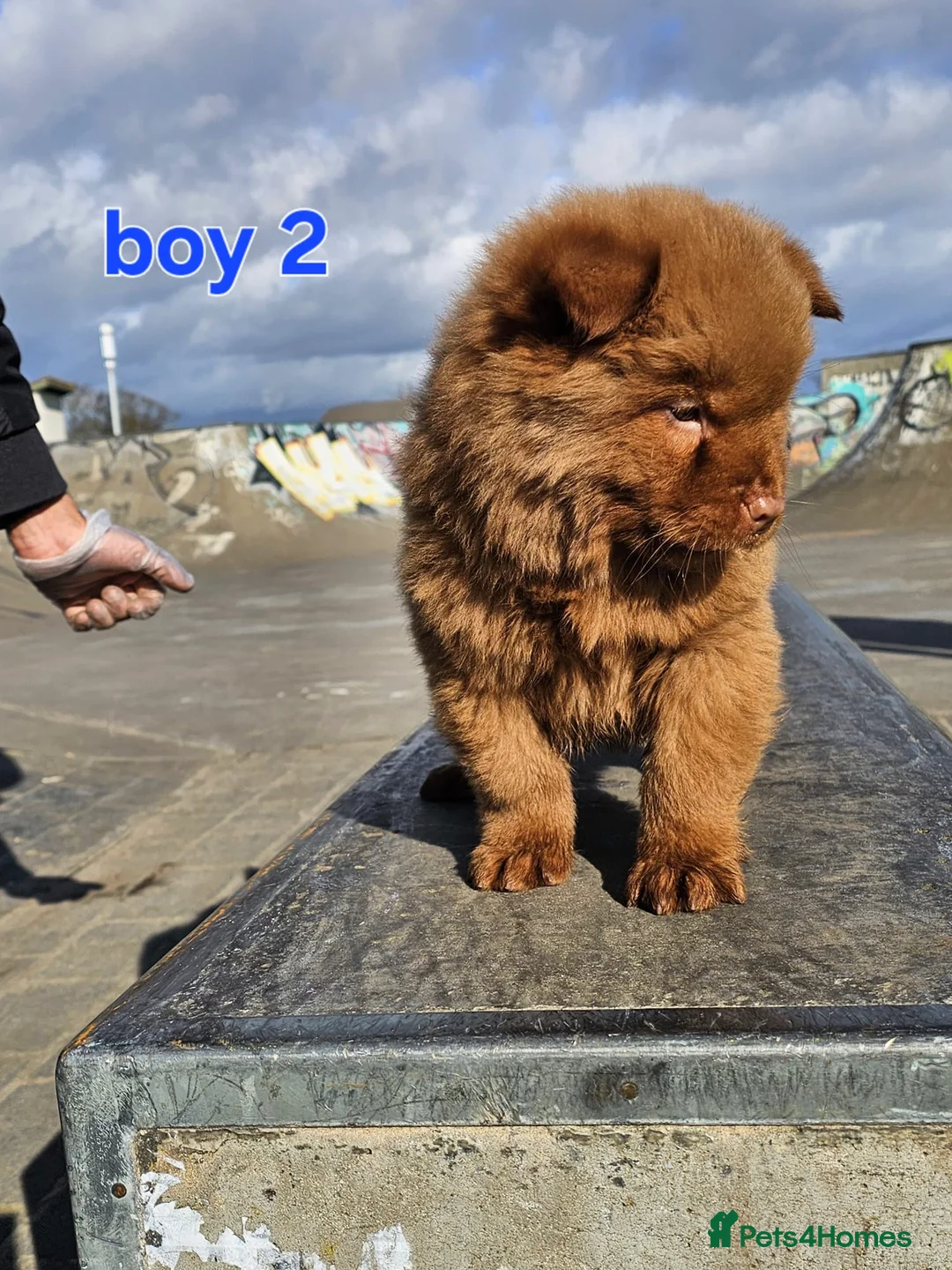 Chow Chow dogs for sale: Cantonese chow chow in Birmingham - Advert 6