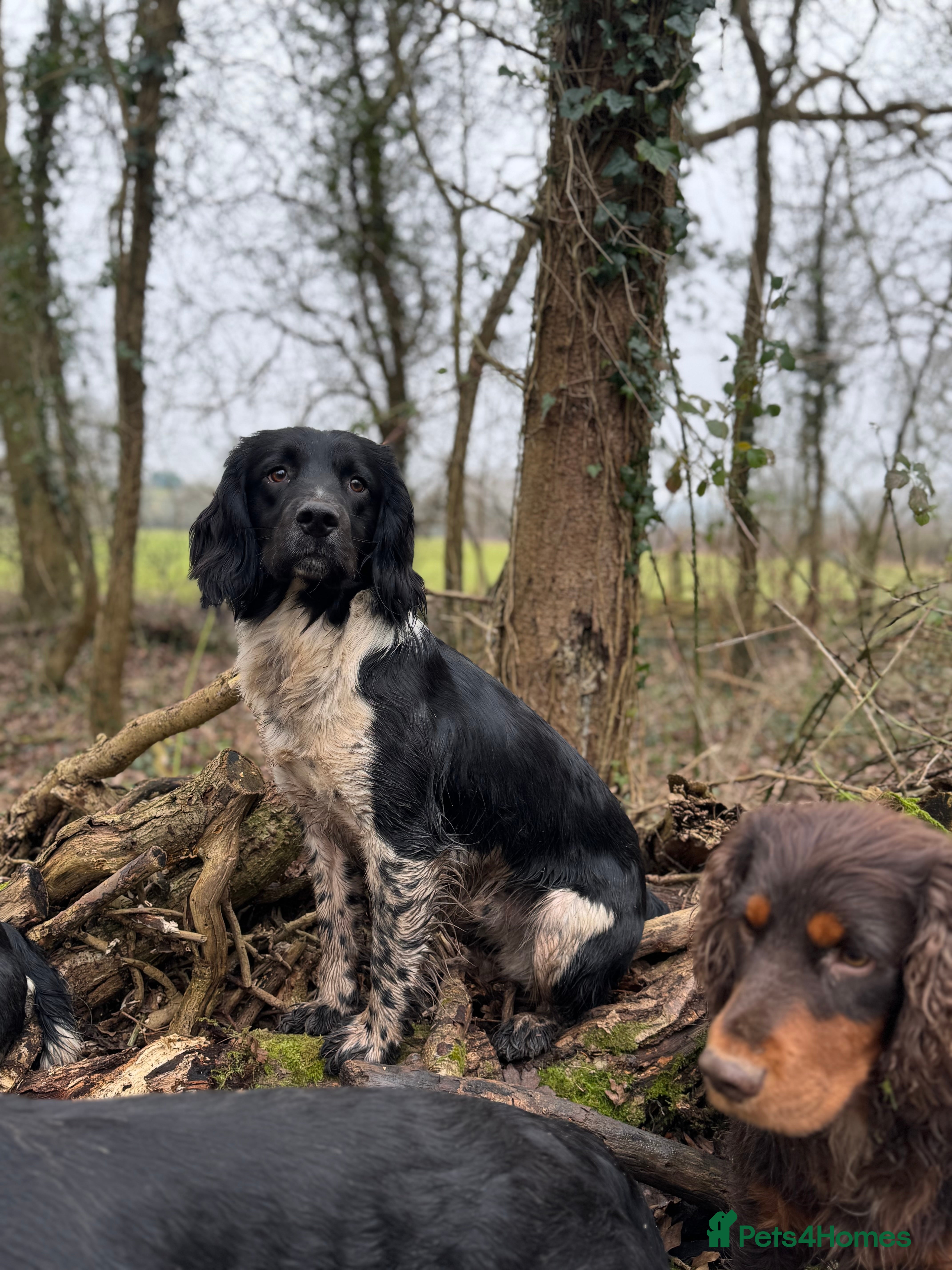 English Springer Spaniel dogs Beautiful old fashioned stamp springer stud  - Advert 1
