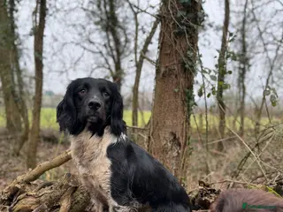 English Springer Spaniel dogs Beautiful old fashioned stamp springer stud - Advert 1