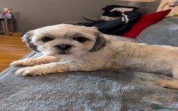 Lhasa Apso dogs for sale: 4 gorgeous Lhasa apso puppies  - Image 6