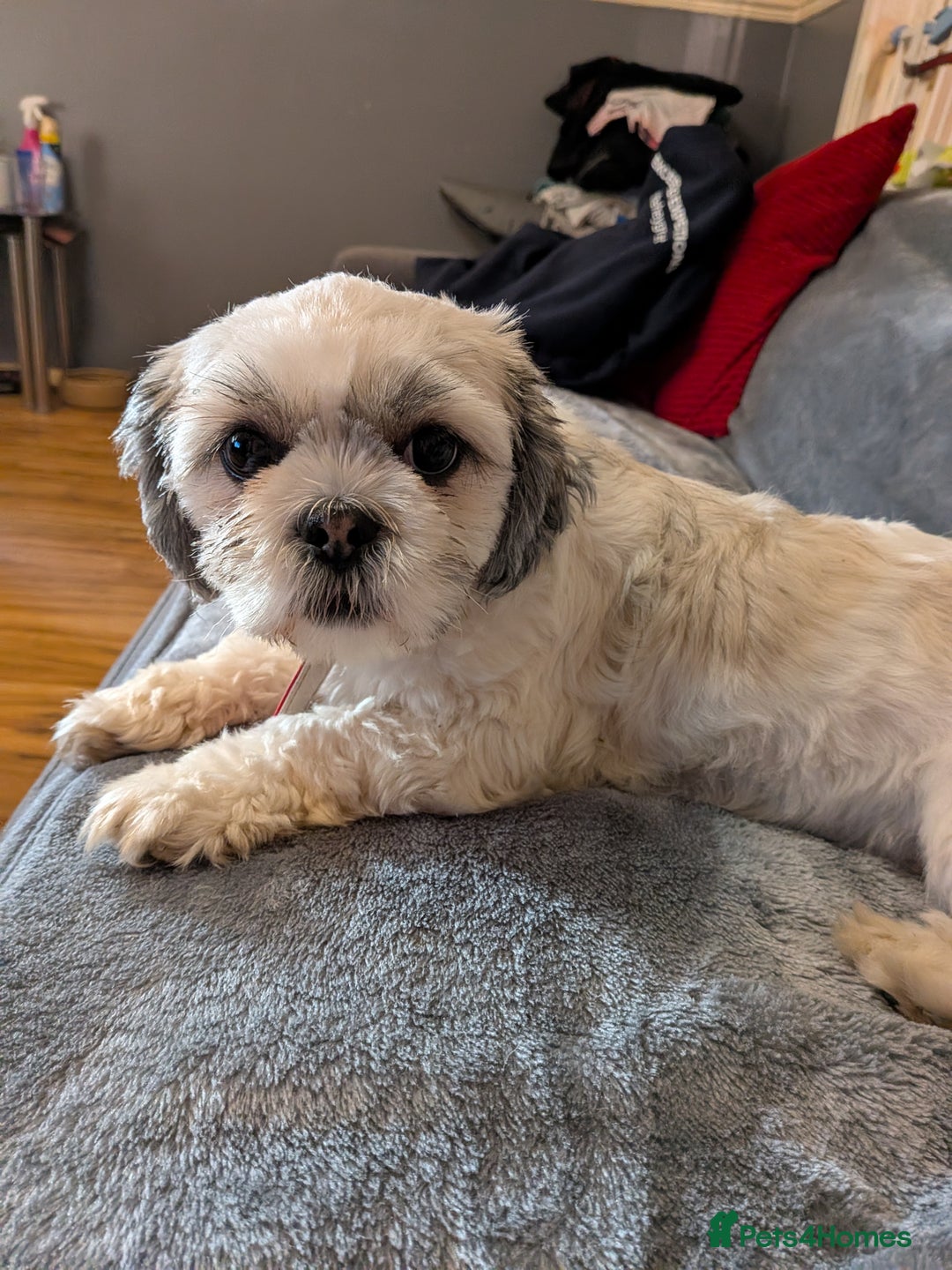 Lhasa Apso dogs for sale: 4 gorgeous Lhasa apso puppies  - Image 6