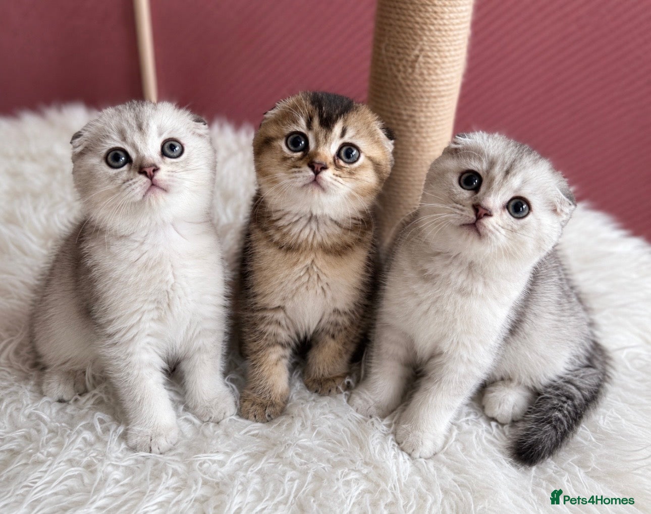 Scottish Fold cats 💎 Stunning TICA Reg. Scottish Fold Kittens 🐾 - Advert 3