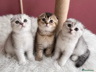 Scottish Fold cats 💎 Stunning TICA Reg. Scottish Fold Kittens 🐾 - Advert 2